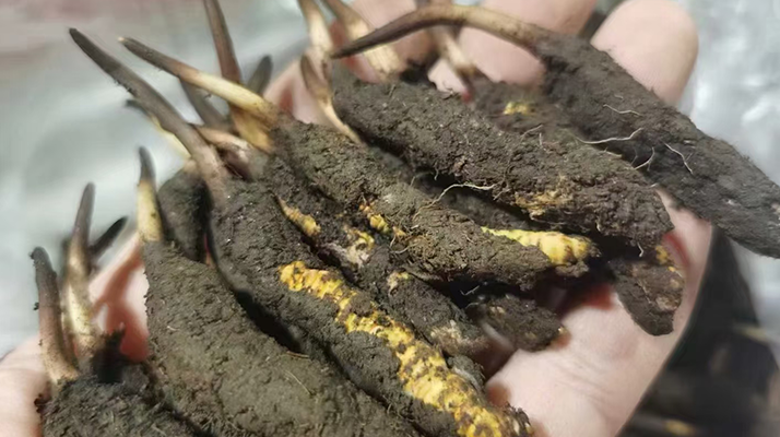 鮮冬蟲夏草急凍能放多久？科學保存全解析