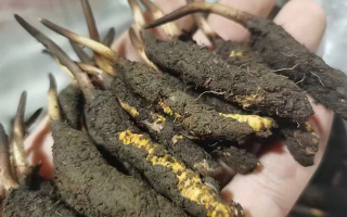 探秘鮮冬蟲夏草：自然孕育的神奇瑰寶